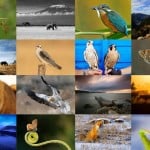 National Geographic Fotoğraf Yarışması Doğa Kategorisi