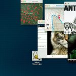 Kedilere Bulaşmayın: İnternette Katil Avı